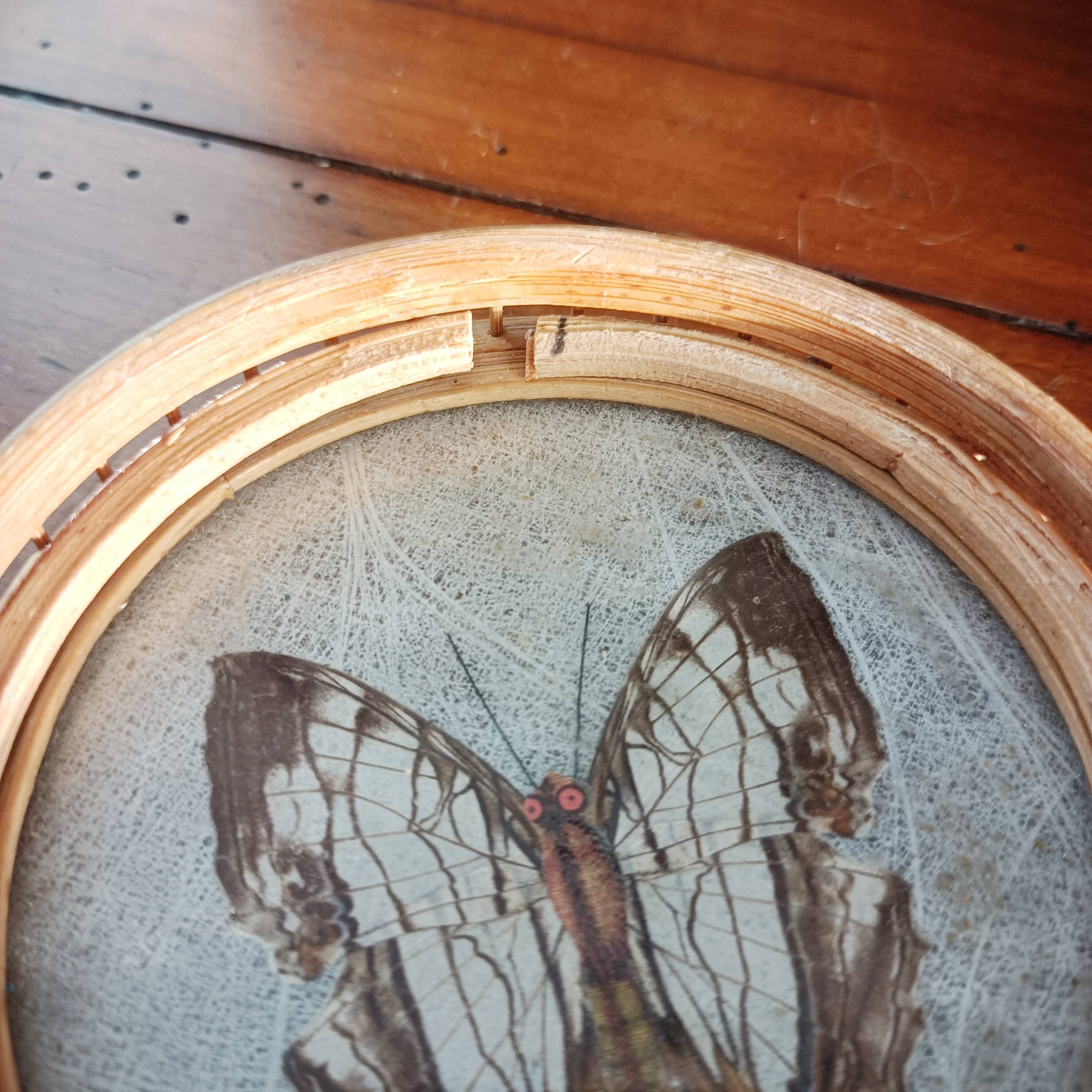 Set of 6 butterfly coasters