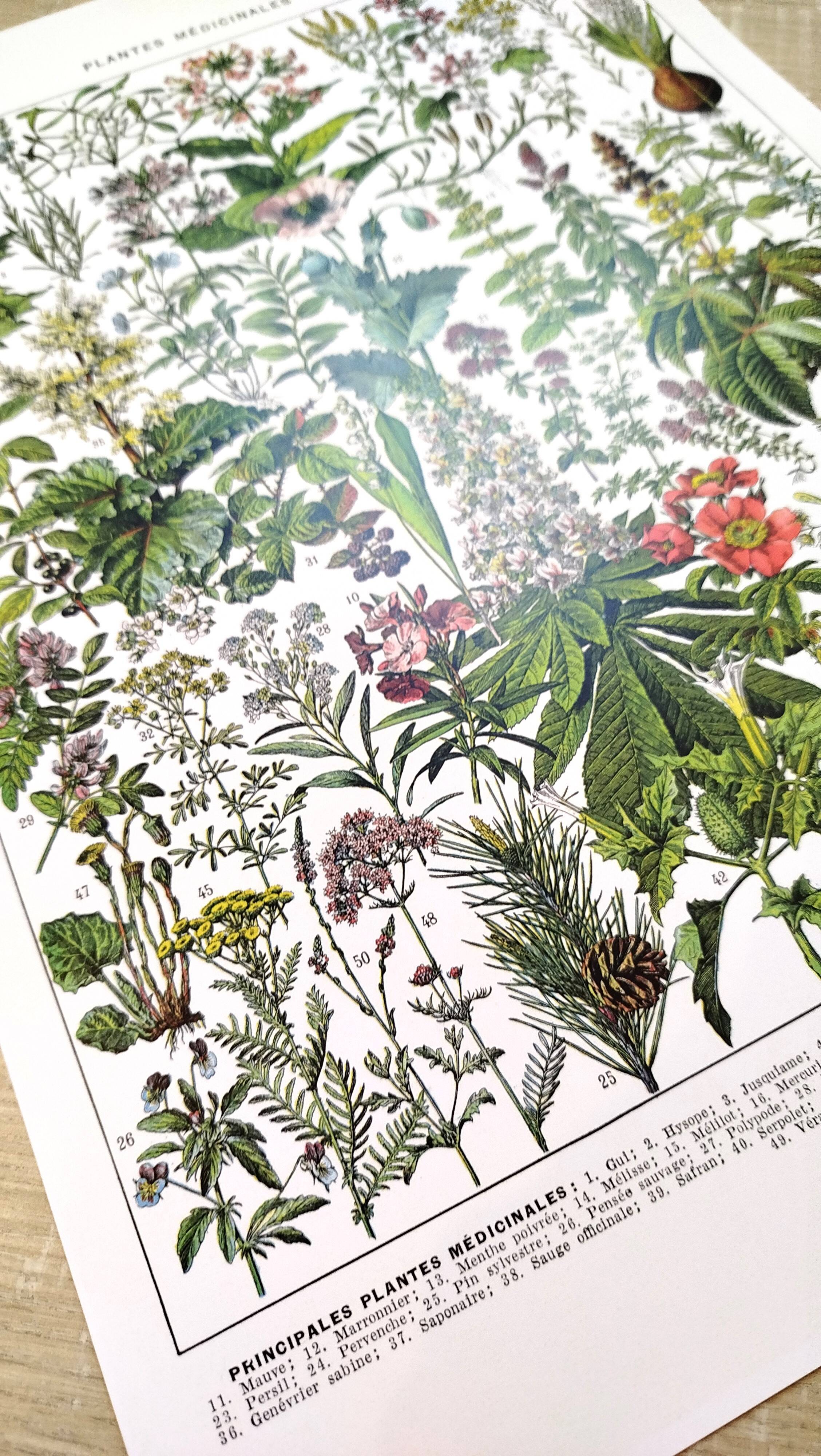 Affiche sur les plantes médicinales "gui", d'après une lithographie de 1928