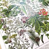 Poster on medicinal plants "mistletoe", based on a 1928 lithograph