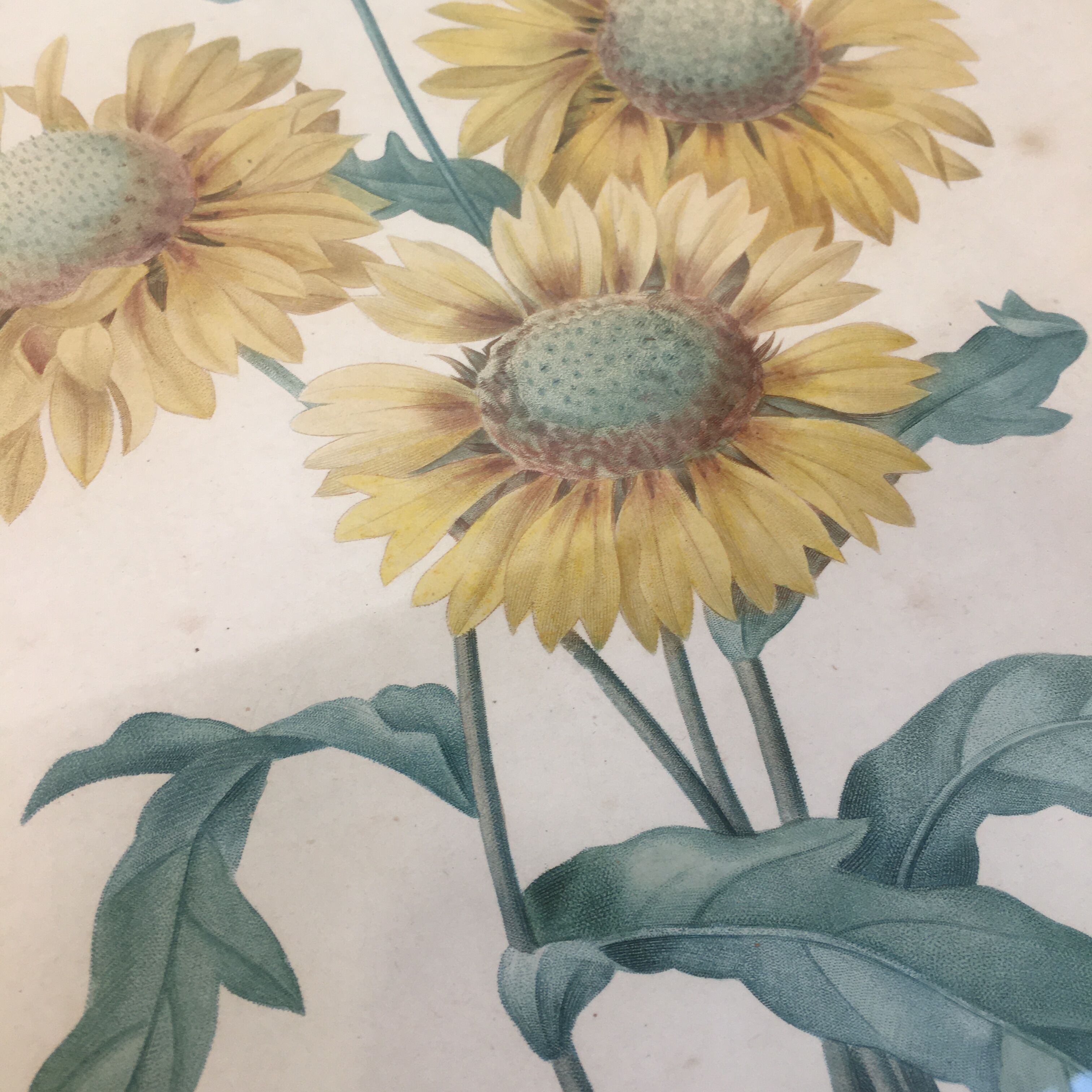 Pair of flower engravings by P.J. Redouté