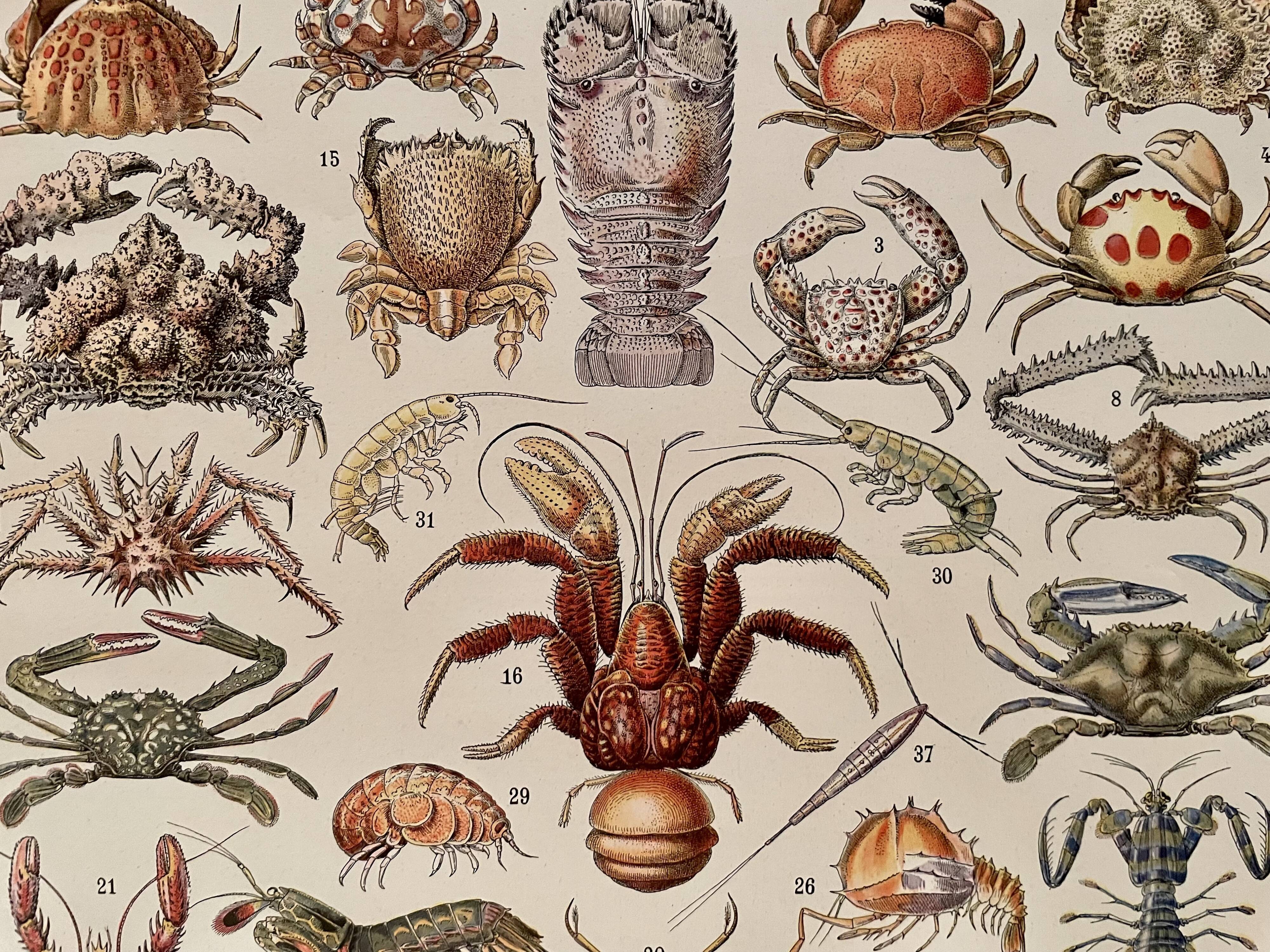 Lithograph on crustaceans - 1930