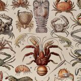 Lithograph on crustaceans - 1930