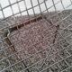 Diamond design chromed metal Chair Harry Bertoia Knoll early 1970s edition