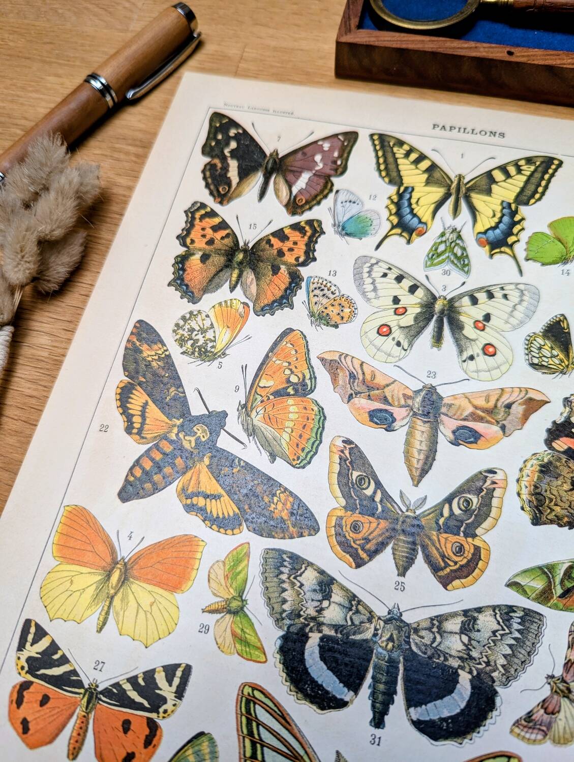 Imprimée en 1905, les papillons. Affiche Entomologique ancienne.