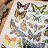Imprimée en 1905, les papillons. Affiche Entomologique ancienne.