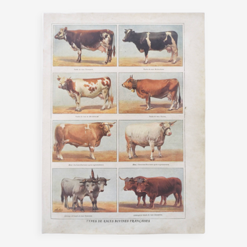 Gravure ancienne • Races bovines françaises • Planche zoologique originale de 1920 par Millot