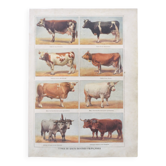Old engraving • French cattle breeds • Original zoological plate from 1920 by Millot