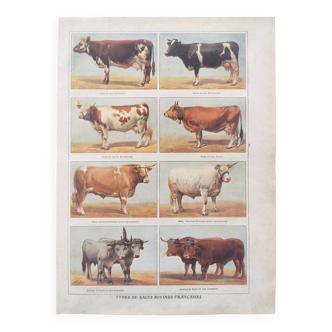 Gravure ancienne • Races bovines françaises • Planche zoologique originale de 1920 par Millot