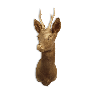 Gold deer trophy - Taxidermy