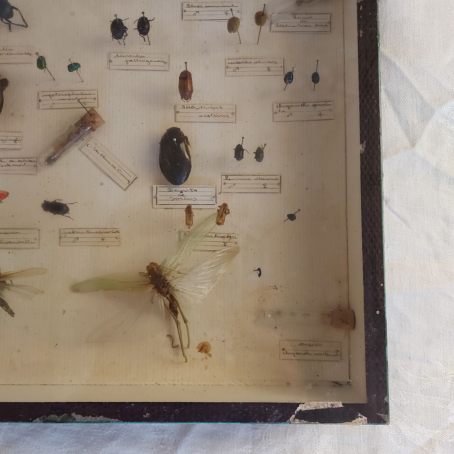 Insects frame 1920 entomology