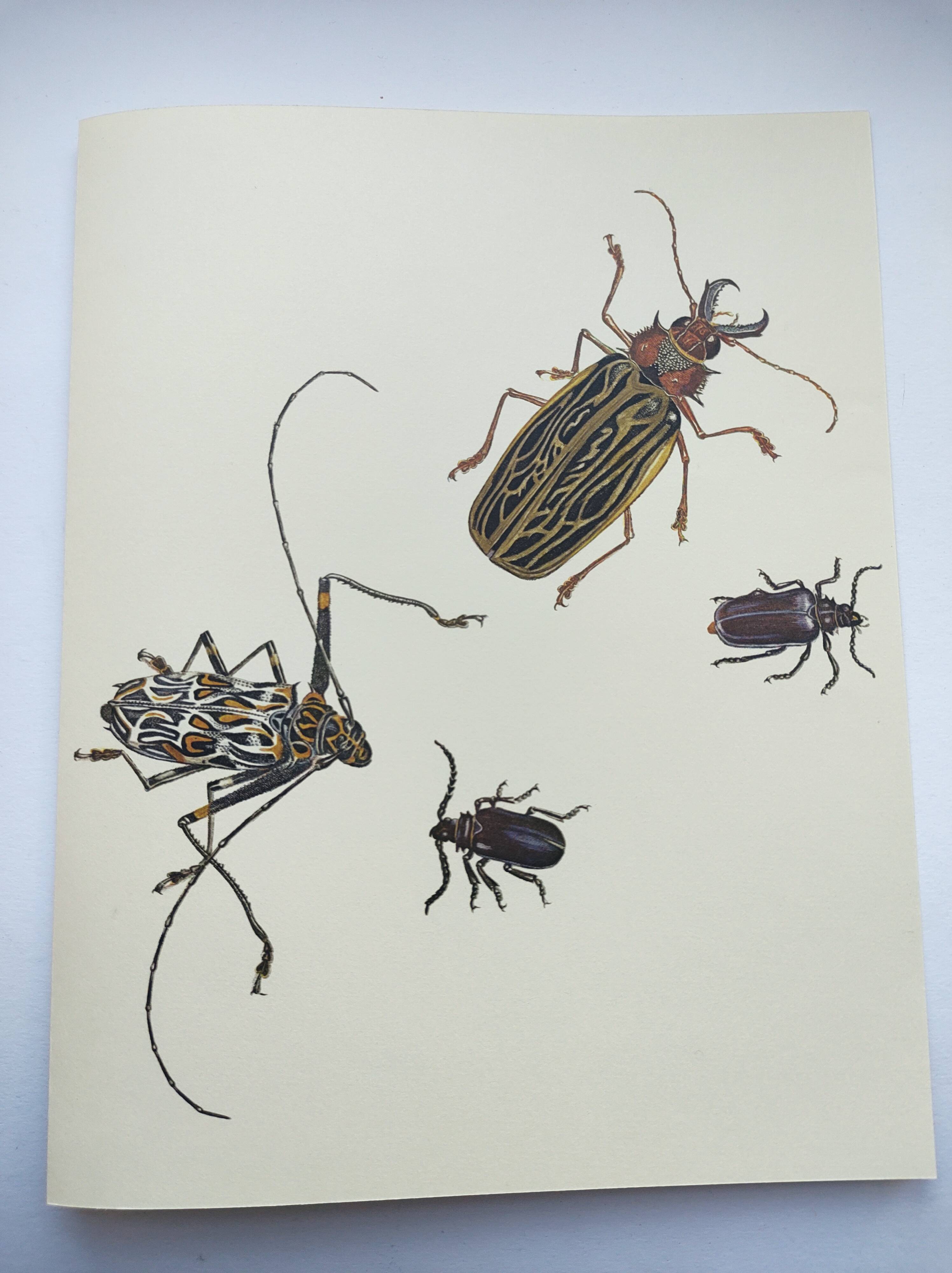 Antique plate - Acrocine beetle - Insect illustration 1970 Rosenhof