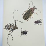Antique plate - Acrocine beetle - Insect illustration 1970 Rosenhof