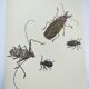 Planche ancienne -Coléoptère Acrocine- Illustration insecte 1970 Rosenhof