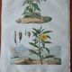 Lot of 9 old naturalist boards