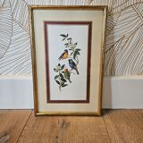 Lithograph Birds on a branch in gilded frame
