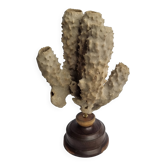 Antique naturalized tubular sponge on wooden base, 23 cm
