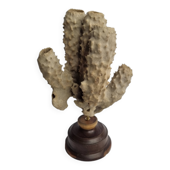 Antique naturalized tubular sponge on wooden base, 23 cm