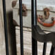 Rocking-chair Stol Kamnik 1960