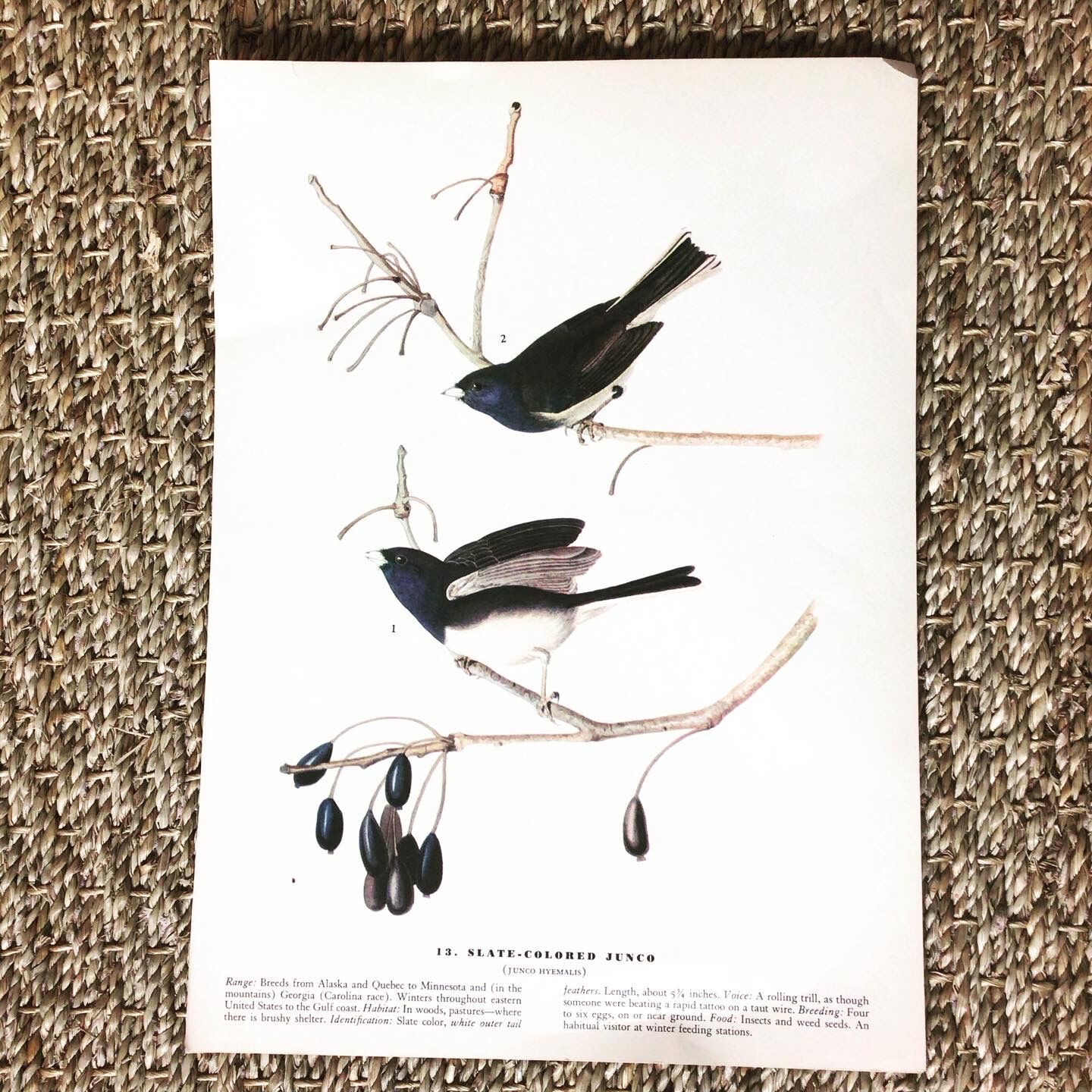 Double-sided ornithological setting