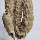 Antique naturalized tubular sponge on wooden base, 23 cm