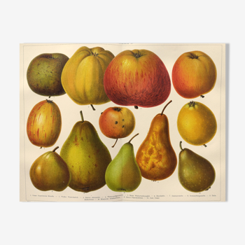 Engraving from 1909 - Apples and pears - Old German educational fruit lithograph