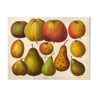 Engraving from 1909 - Apples and pears - Old German educational fruit lithograph