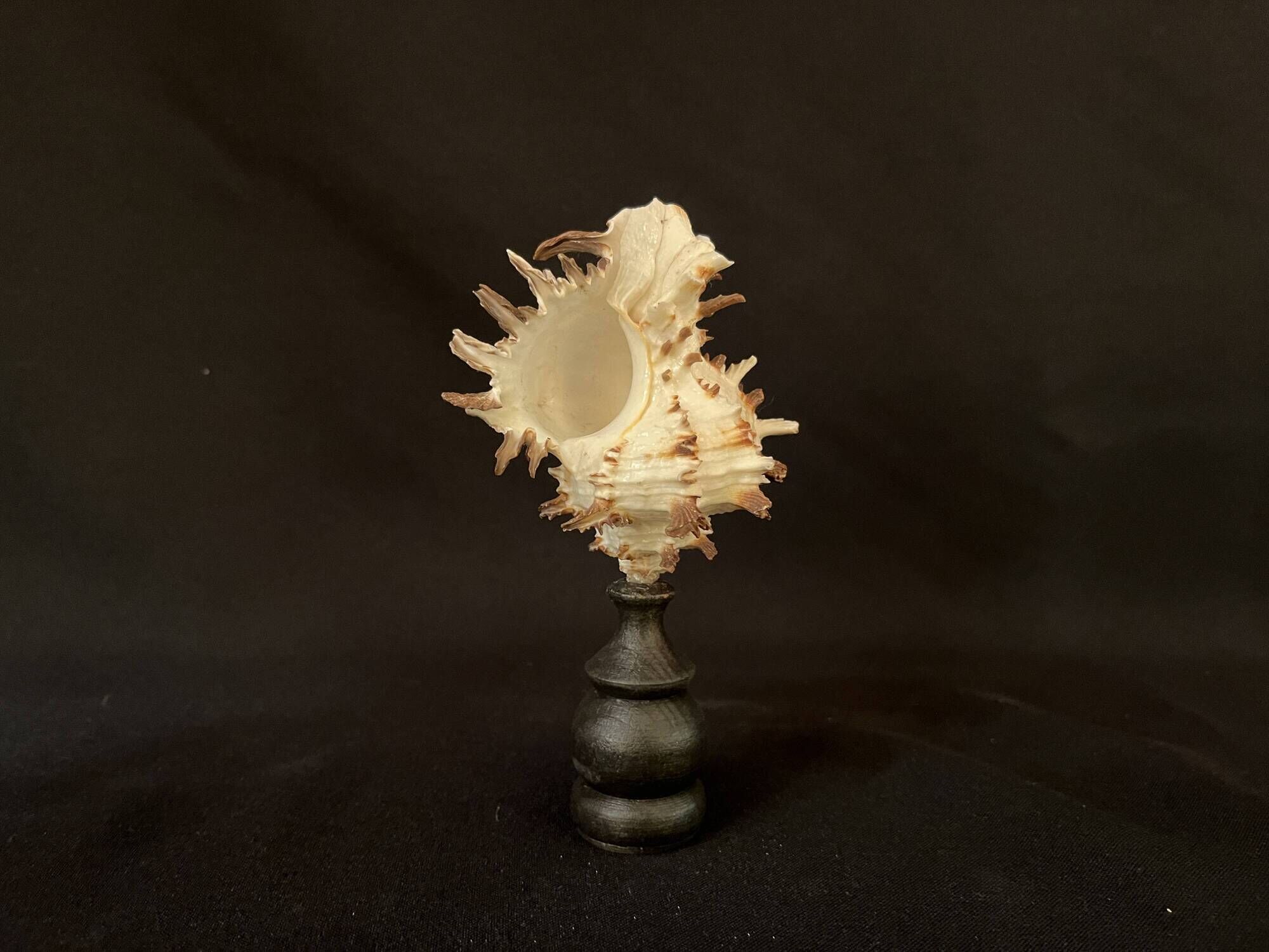 Hexaplex Cichoreum shell on turned wooden base, old cabinet of curiosities on foot