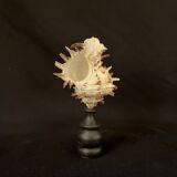 Hexaplex Cichoreum shell on turned wooden base, old cabinet of curiosities on foot