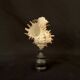 Hexaplex Cichoreum shell on turned wooden base, old cabinet of curiosities on foot