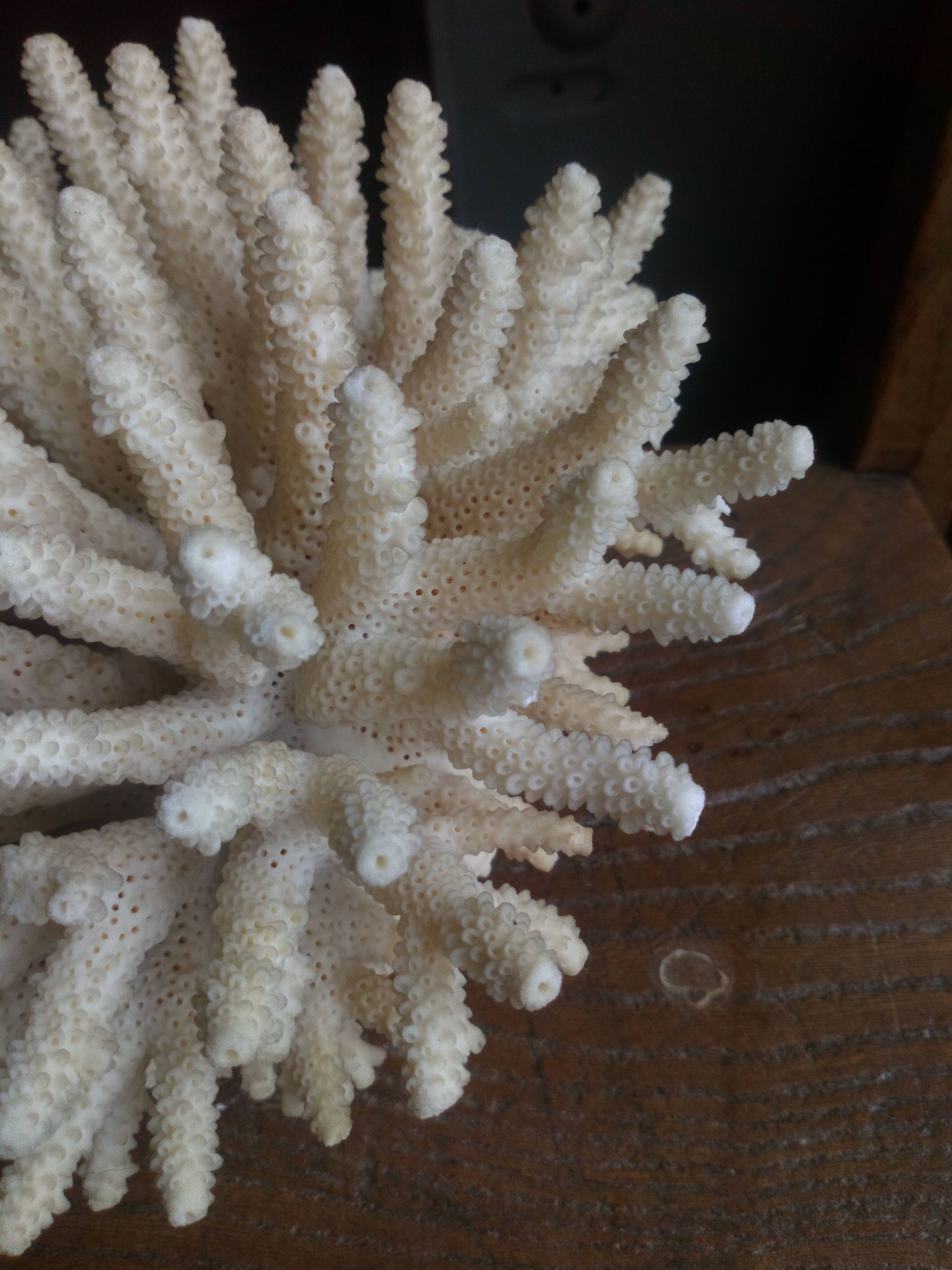 Ancient white coral bouquet
