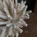 Ancient white coral bouquet