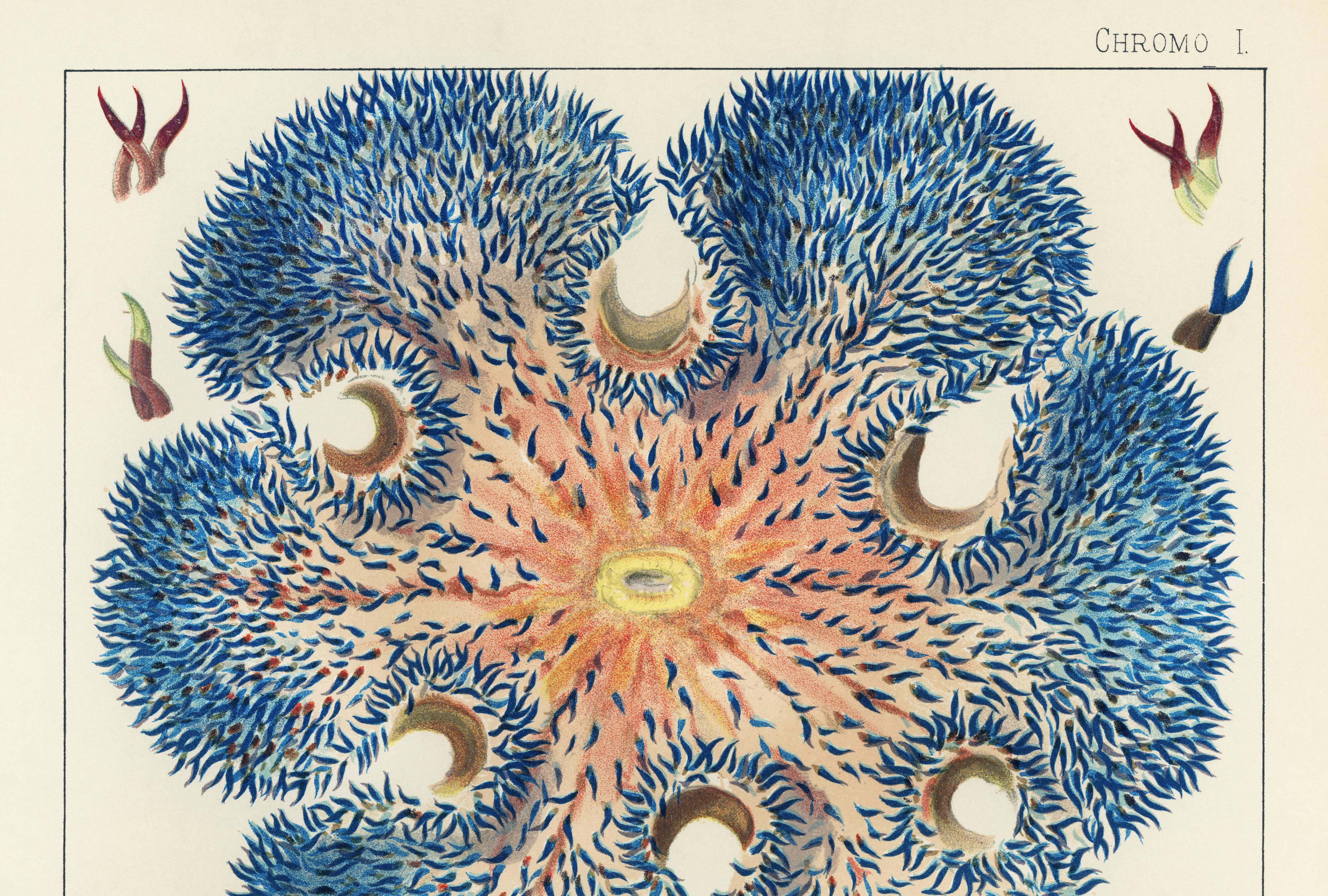 Affiche sur "Anémones des récifs coralliens", 1893