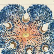 Poster for "Coral Reef Anemones", 1893