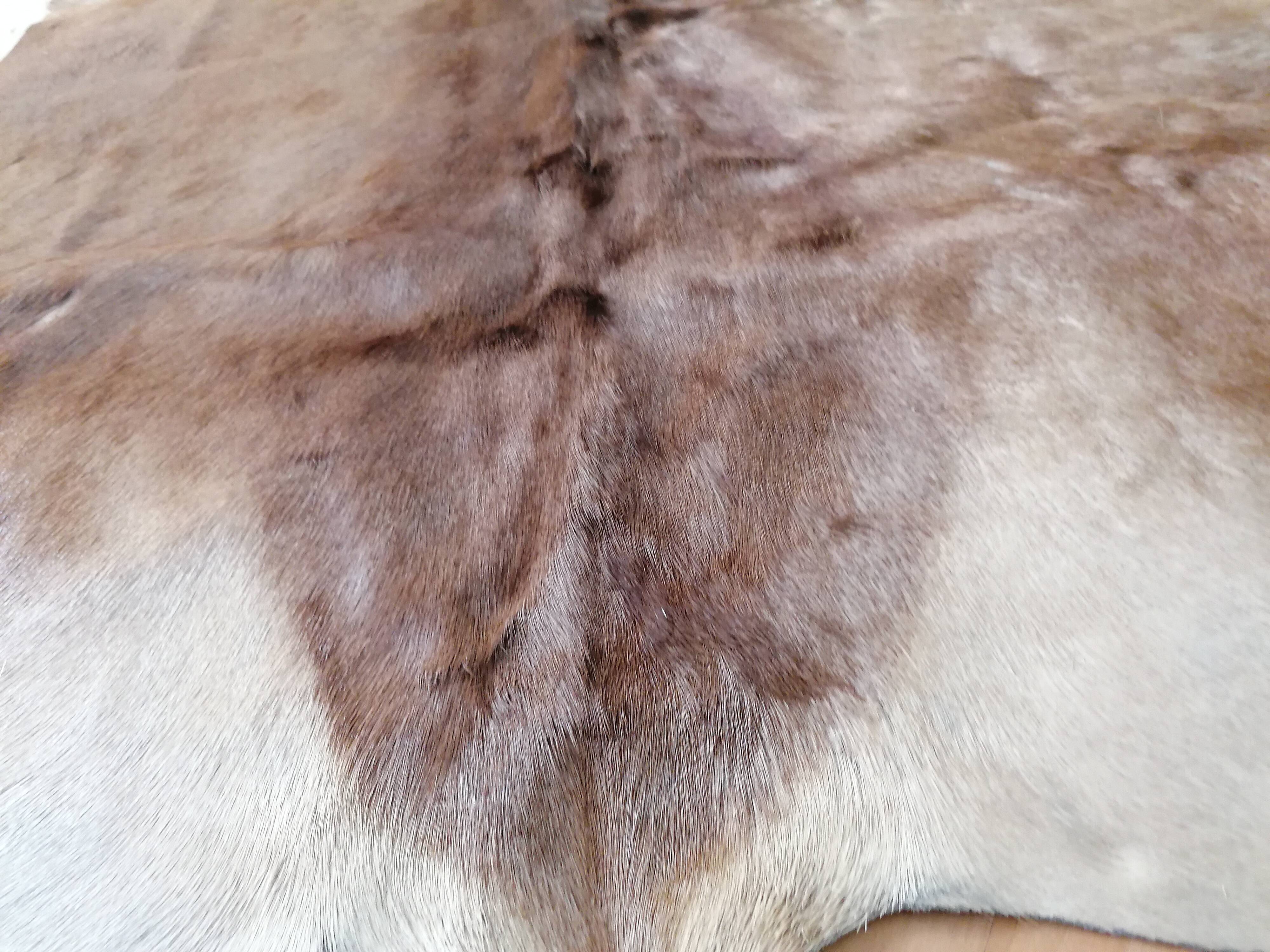 Skin of natural gazal antelope taxidermy