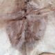 Skin of natural gazal antelope taxidermy