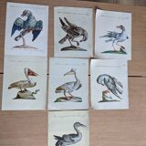 7 bird illustrations