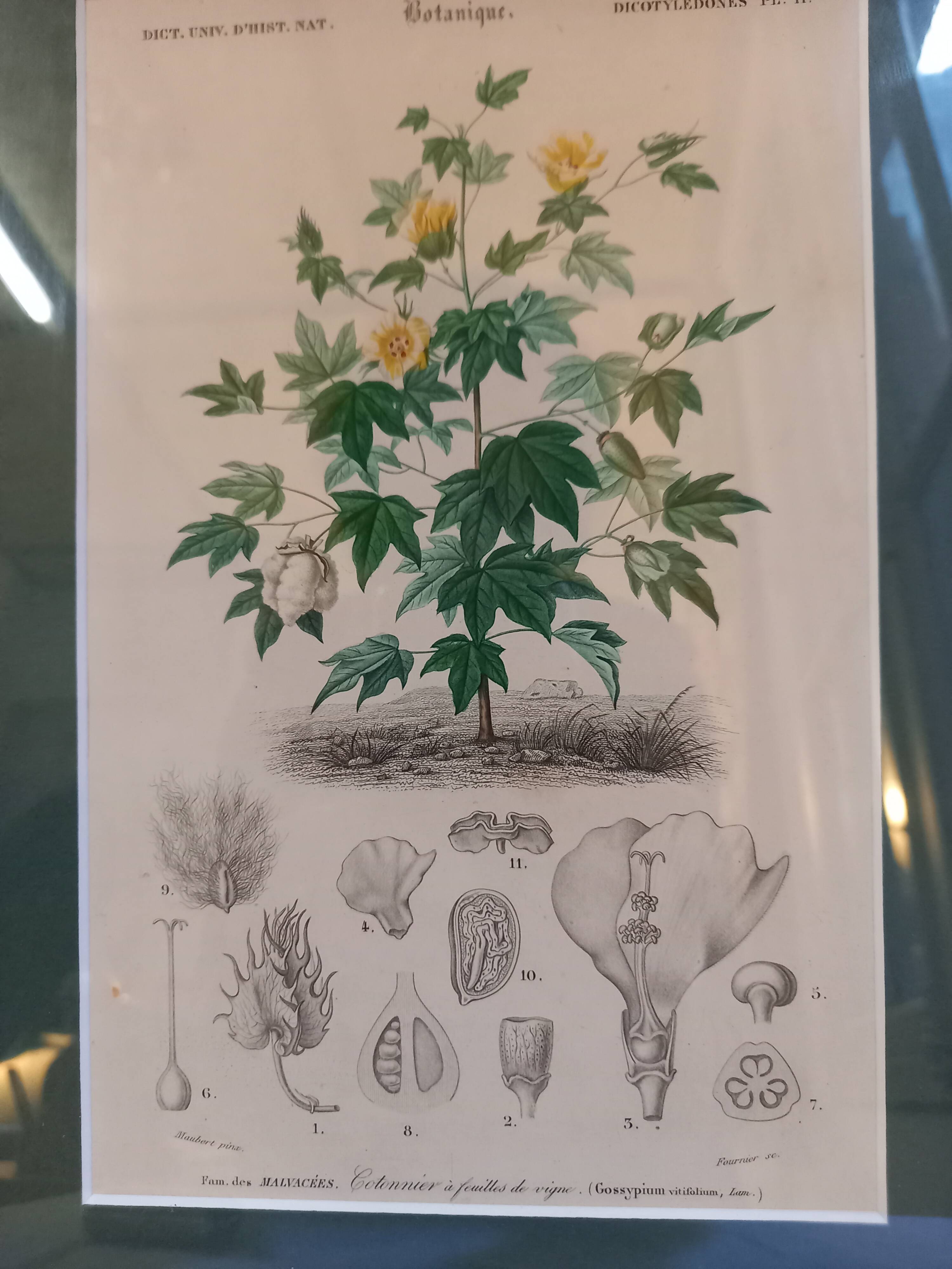 Old botanical plate, framed, representing a cotton plant with vine flowers.