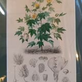 Old botanical plate, framed, representing a cotton plant with vine flowers.