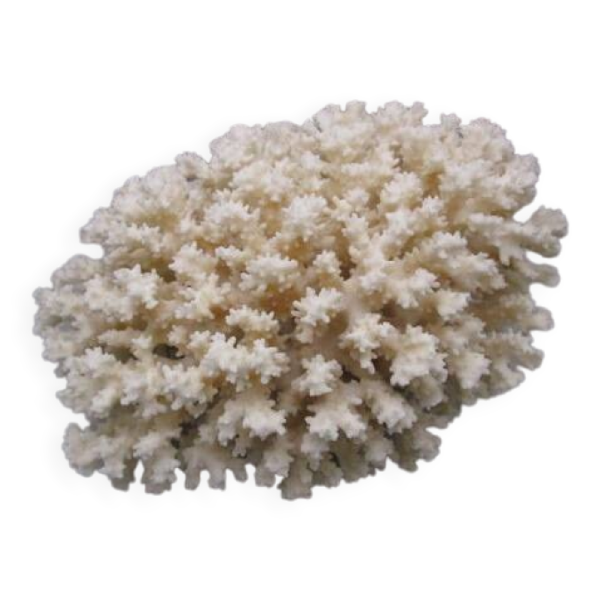 Large old white coral - 2.5kg
