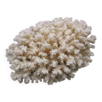 Grand corail blanc ancien - 2.5kg
