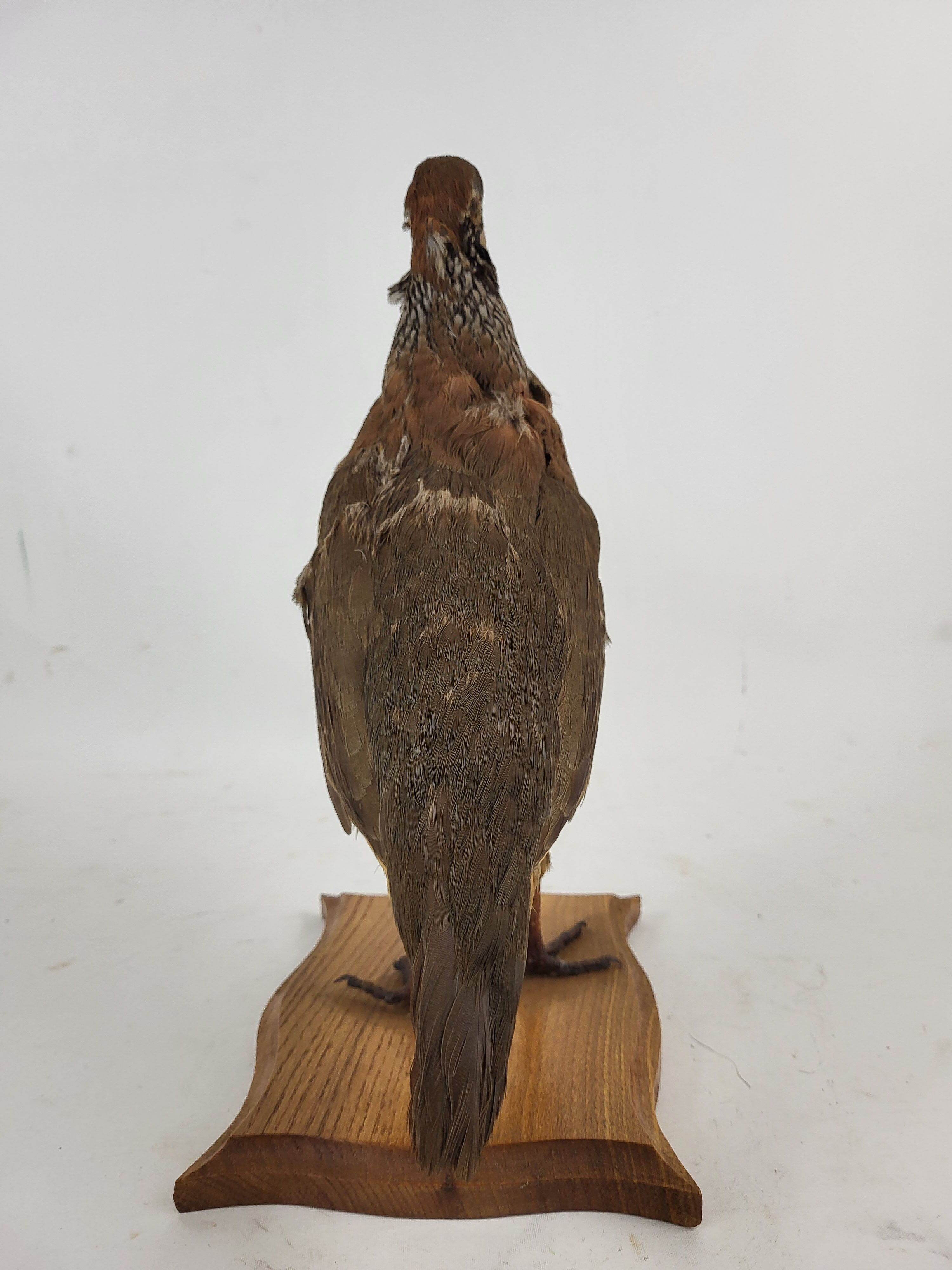 Stuffed partridge bird stuffed stuffed taxidermy