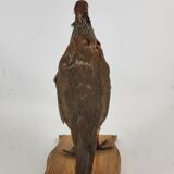 Stuffed partridge bird stuffed stuffed taxidermy