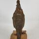 Oiseau perdrix empaillé naturalisé taxidermie