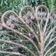2-seat peacock rattan headboard