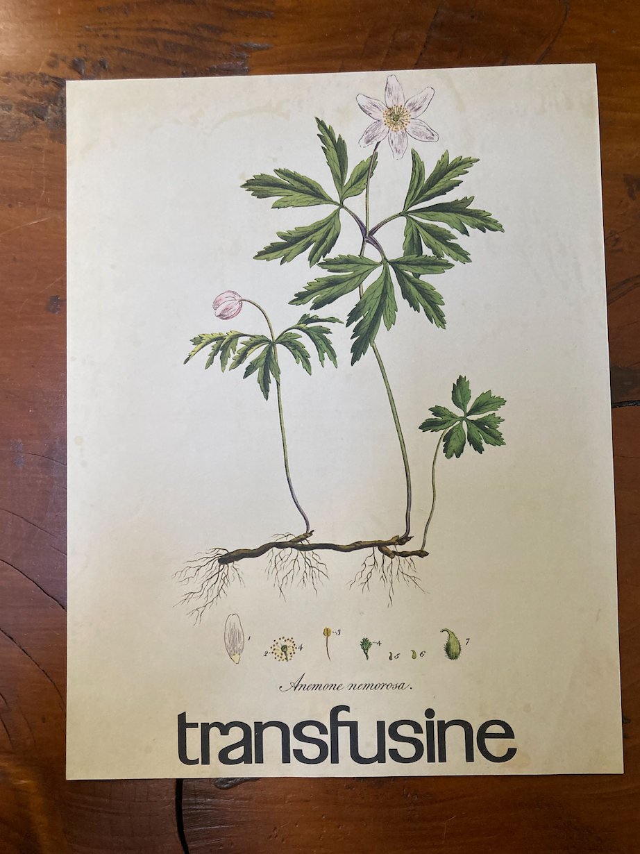 Botanical poster Anemone nemorosa