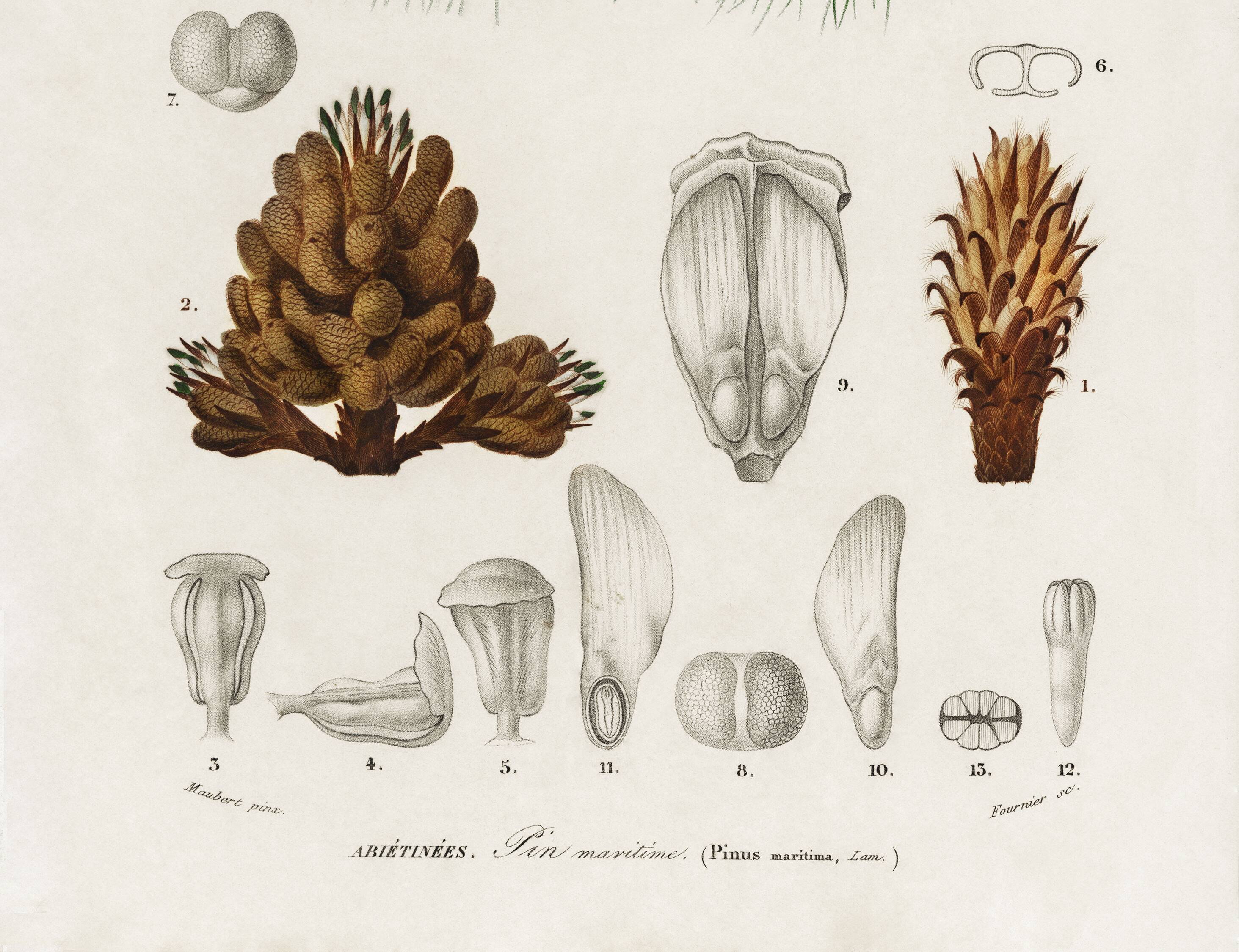 Poster about the maritime pine, based on an old engraving from 1849.