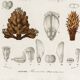 Poster about the maritime pine, based on an old engraving from 1849.