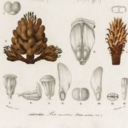 Affiche sur le pin maritime, d’après une gravure ancienne de 1849.