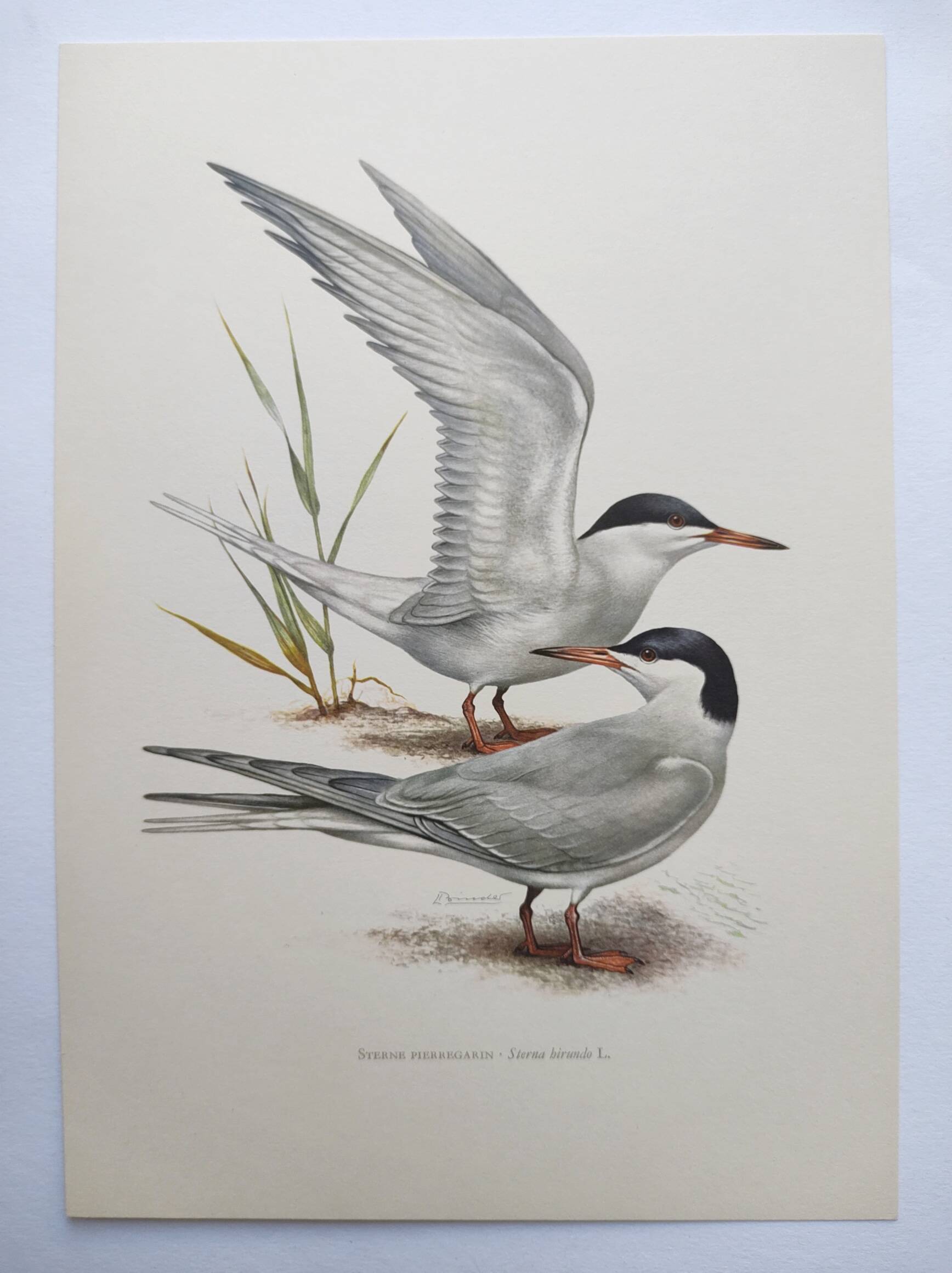 Antique bird print 1960 - Common Tern - seaside and beach