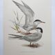 Antique bird print 1960 - Common Tern - seaside and beach